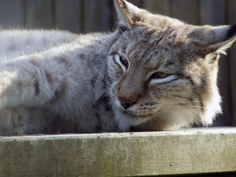 Seis acciones contra la extinción de animales | Consumer