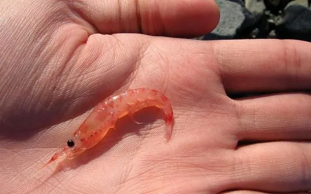 ACEITE DE KRILL | La Trofología