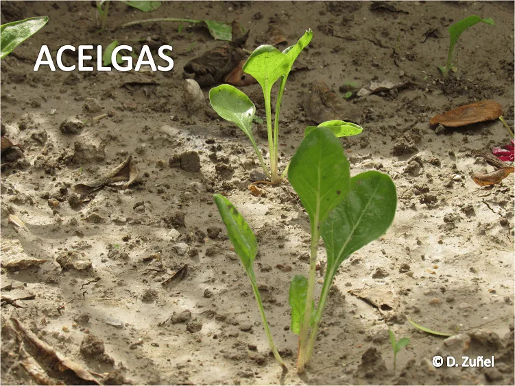 ACELGAS.png