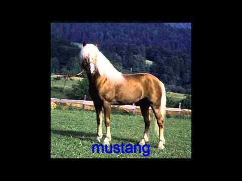 Acerca de los Animales+10 - Taringa!