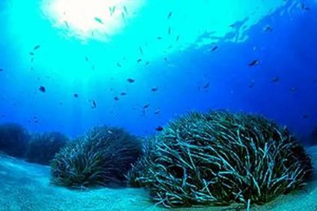 El ácido sulfúrico amenaza las praderas de posidonia - Diario de Ávila El ácido sulfúrico amenaza las praderas de posidonia - Diario de Ávila