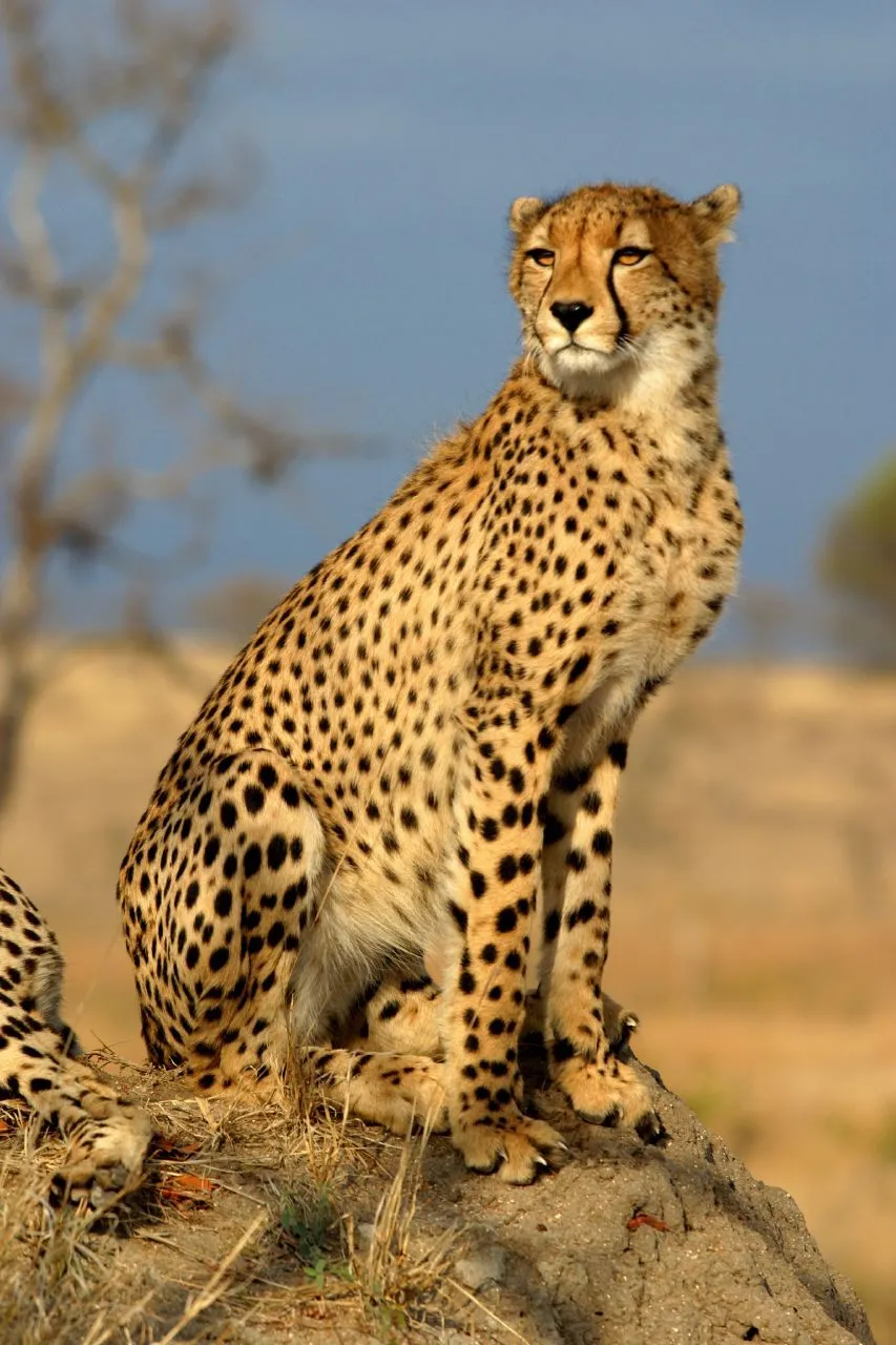 Acinonyx jubatus - Wikipedia, la enciclopedia libre Acinonyx jubatus - Wikipedia, la enciclopedia libre