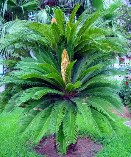 Acompáñame: Miradas Verdes. La palmera.