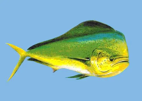 Víctor Marín (Guaymas): El Pez Dorado
