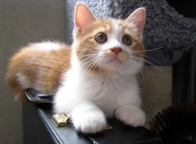 Actitudes gatunas: Gatitos