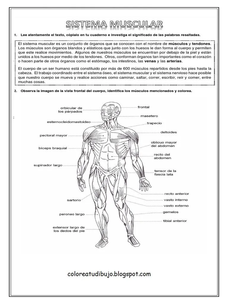 ACTIVIDAD DEL SISTEMA muscular para COLOREAR Y PINTAR - COLOREA TUS DIBUJOS ACTIVIDAD DEL SISTEMA muscular para COLOREAR Y PINTAR - COLOREA TUS DIBUJOS