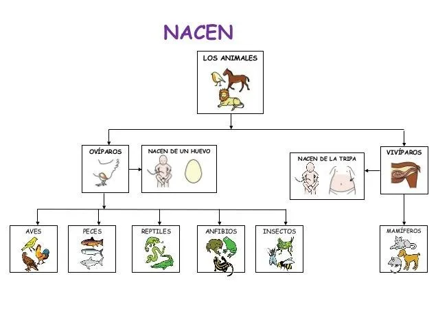 Fichas animales oviparos y viviparos primaria - Imagui