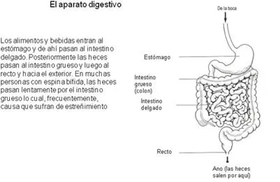 Actividades del aparato digestivo para niños - Imagui