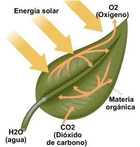 Mis actividades de Biología*: Respiracion de las plantas Mis actividades de Biología*: Respiracion de las plantas