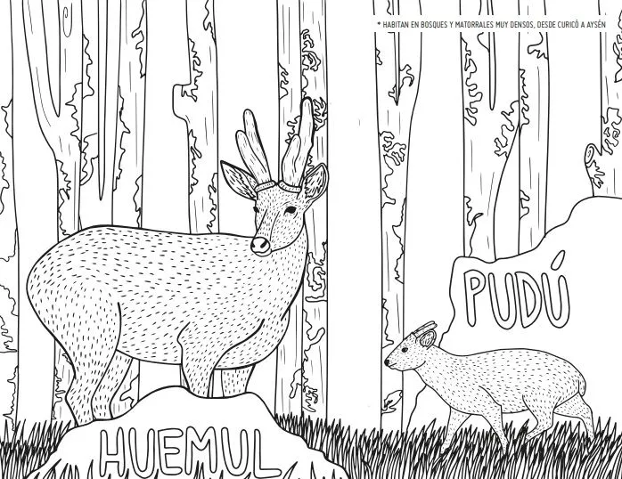 8 actividades para cultivar tu creatividad en cuarentena: dibujos, juegos, libros y más sobre naturaleza y cultura | Ladera Sur 8 actividades para cultivar tu creatividad en cuarentena: dibujos, juegos, libros y más sobre naturaleza y cultura | Ladera Sur