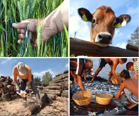 Las actividades económicas y sus tipos - Ciencia Geográfica