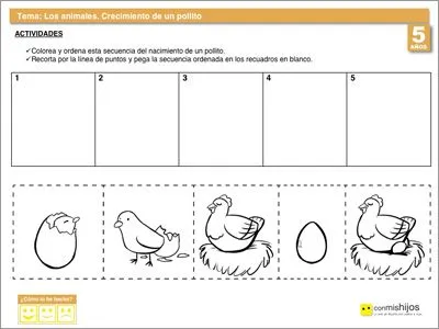 Actividades escolares de animales. Del huevo al pollito