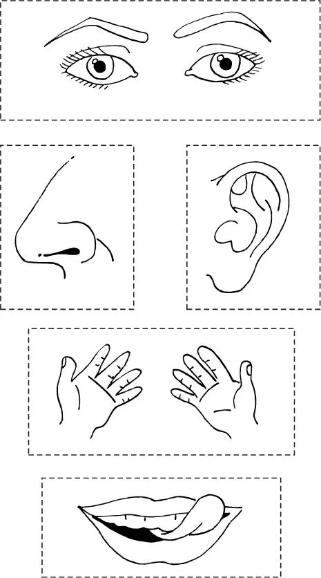 LOS ORGANOS DE LOS SENTIDOS PARA DIBUJAR - Imagui LOS ORGANOS DE LOS SENTIDOS PARA DIBUJAR - Imagui