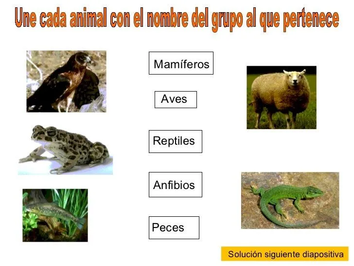 actividades-vertebrados-2-728. ...