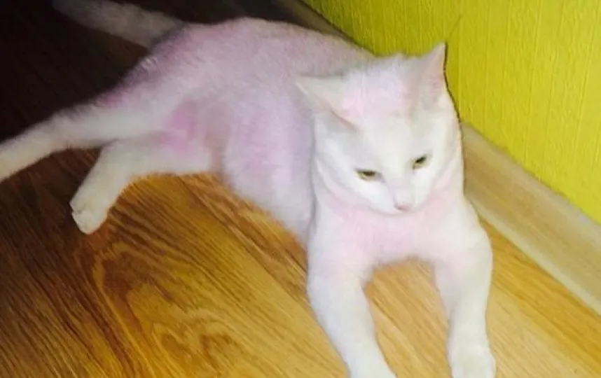 Actriz Tiñe De Rosa A Su Gato Y Este Muere Envenenado Por El Tinte