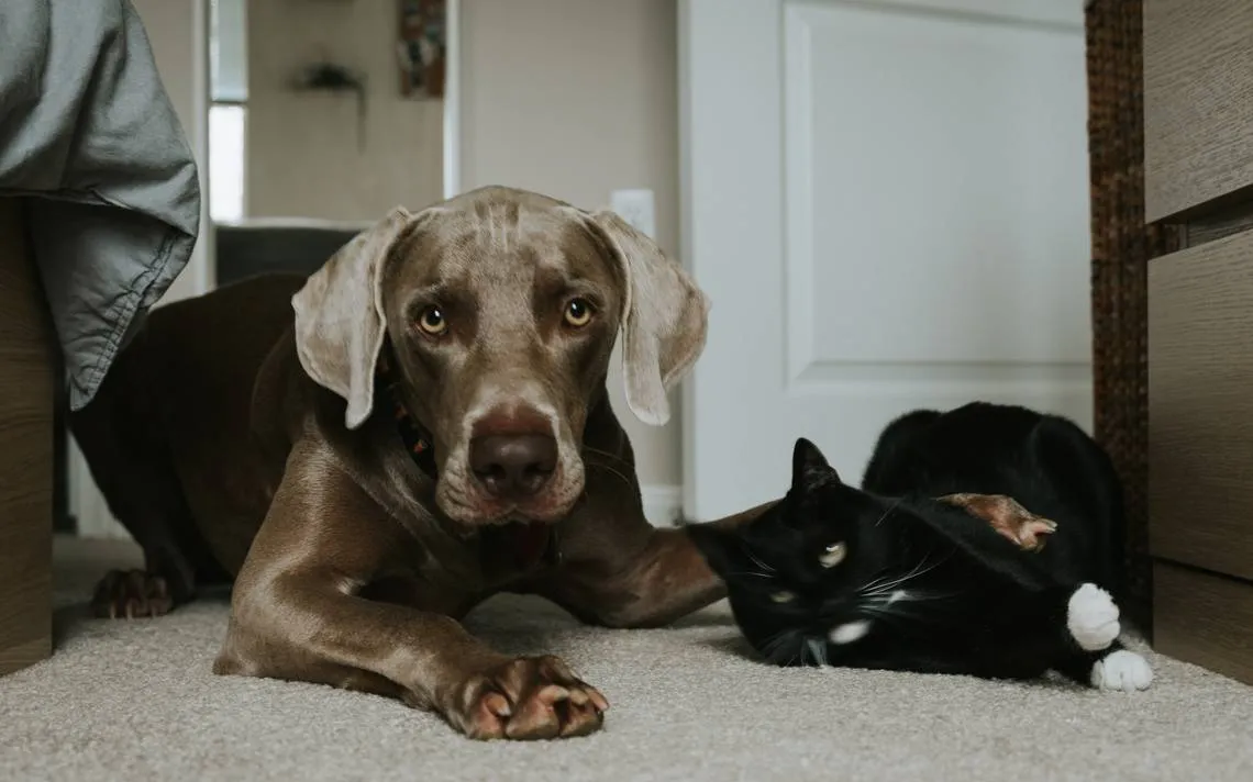Cómo tener actualizada la cartilla de vacunación de tus mascotas, cartilla de perro, cartilla de gatos - El Sol de México | Noticias, Deportes, Gossip, Columnas Cómo tener actualizada la cartilla de vacunación de tus mascotas, cartilla de perro, cartilla de gatos - El Sol de México | Noticias, Deportes, Gossip, Columnas
