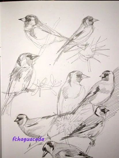 ACUARELA WATERCOLOUR Chaguaceda: DIBUJAR PÁJAROS II ACUARELA WATERCOLOUR Chaguaceda: DIBUJAR PÁJAROS II