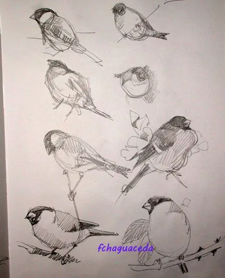 ACUARELA WATERCOLOUR Chaguaceda: DIBUJAR PÁJAROS y III
