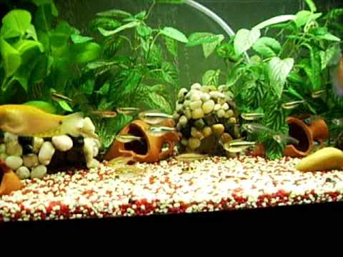 Mi Acuario de 120 Litros (decorado dos) - YouTube