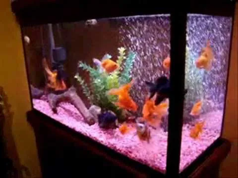 ACUARIO el más grande del mundo... - YouTube ACUARIO el más grande del mundo... - YouTube