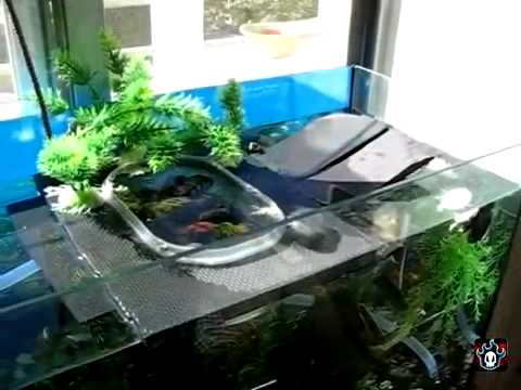 Acuario para tortugas - Parte 1- Como darles de comer sin ensuciar ... Acuario para tortugas - Parte 1- Como darles de comer sin ensuciar ...