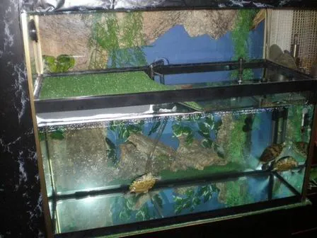 Acuario para tortugas de agua | Aprender a cuidar animales y mascotas Acuario para tortugas de agua | Aprender a cuidar animales y mascotas