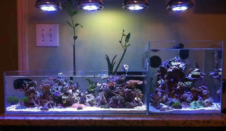 Dos acuarios marinos, un concepto de cascada. Que... - Newbiereef Dos acuarios marinos, un concepto de cascada. Que... - Newbiereef