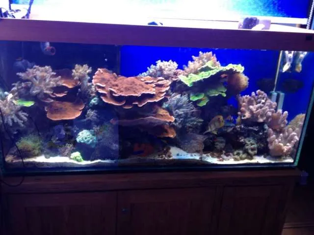 Acuarios marinos piletas, venta y mantencion, corales y peces ... Acuarios marinos piletas, venta y mantencion, corales y peces ...
