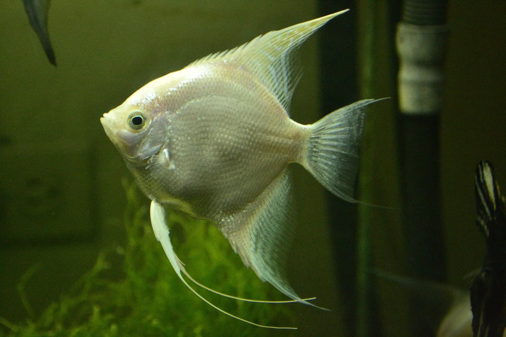 Acuaro Hospital Para el Pez Angel Acuaro Hospital Para el Pez Angel