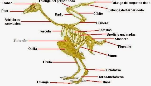 Acuícola F.C.A: Partes del esqueleto de un pollo