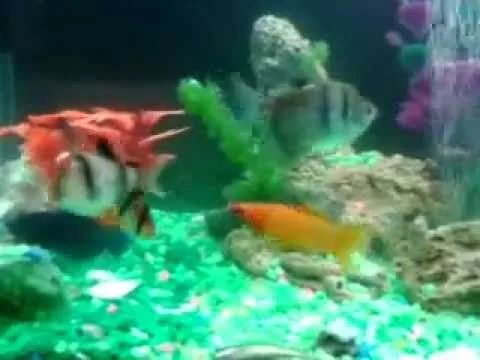 Acurio de agua dulce con los peces mas lindos - YouTube