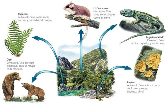 La adaptación de los seres vivos al medio :: Te interesa saber