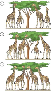 ... para adaptarse al medio en el que vivían fue el de las jirafas ... para adaptarse al medio en el que vivían fue el de las jirafas