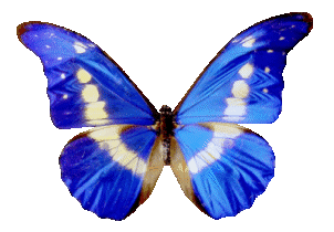 ADAY: Mira cariño con esta Mariposa despedimos a Roberto ADAY: Mira cariño con esta Mariposa despedimos a Roberto