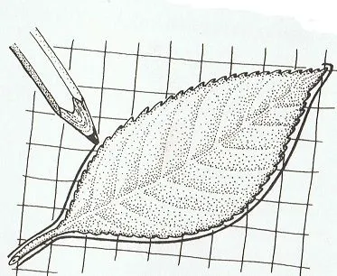 ADEALI: EXPERIENCIAS Y CURIOSIDADES