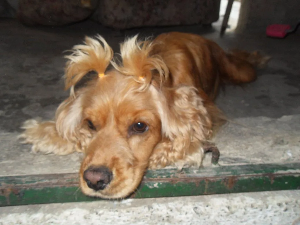 cocker spaniel americano (2) | Cuidar de tu perro es facilisimo. cocker spaniel americano (2) | Cuidar de tu perro es facilisimo.