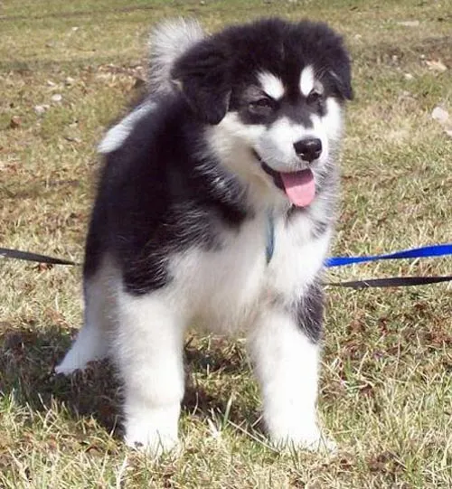 Adiestramiento y Etología canina: Alaskan Malamute