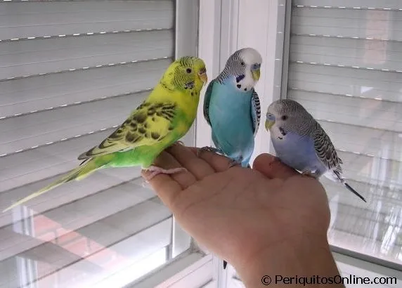 Adiestramiento periquito-PeriquitosOnline.com-Periquitos australianos