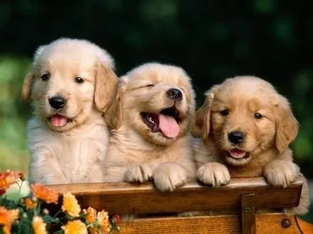 Adiestramiento perros - Adiestramiento canino madrid | Adiestralo. Adiestramiento perros - Adiestramiento canino madrid | Adiestralo.