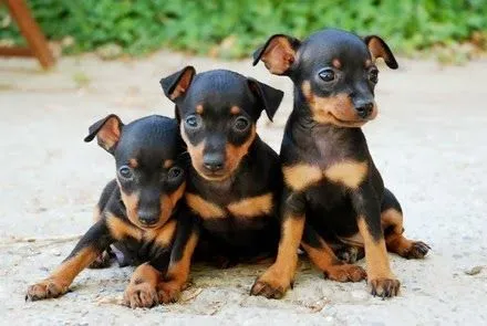 Adiestrar al cachorro de Pinscher enano | Mundo Perro