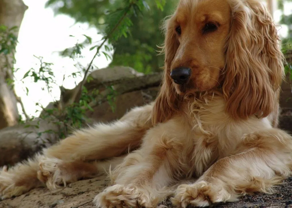 Cómo adiestrar a un Cocker Spaniel | Cuidar de tu perro es facilisimo. Cómo adiestrar a un Cocker Spaniel | Cuidar de tu perro es facilisimo.