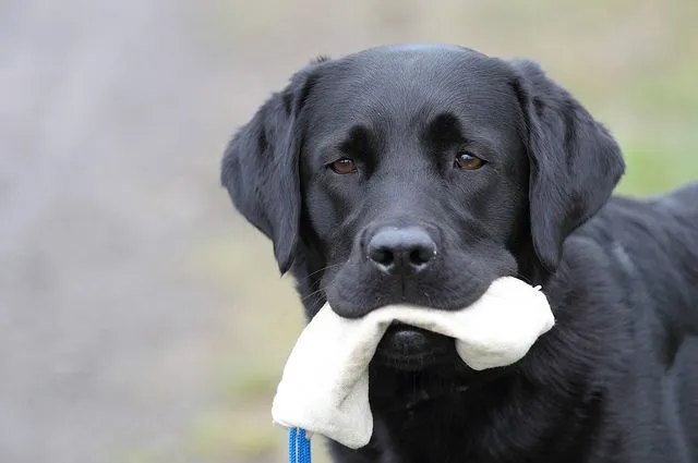 Cómo adiestrar a un Perro Labrador | Todos los Animales Cómo adiestrar a un Perro Labrador | Todos los Animales