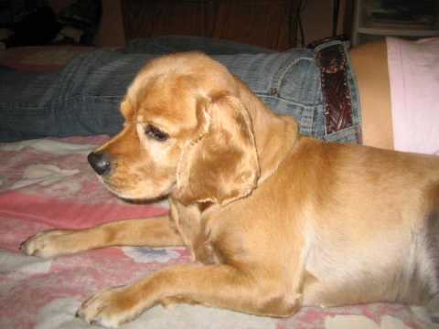 Adio Bebe Terri Mi Hermoso Cocker Spaniel - YouTube Adio Bebe Terri Mi Hermoso Cocker Spaniel - YouTube