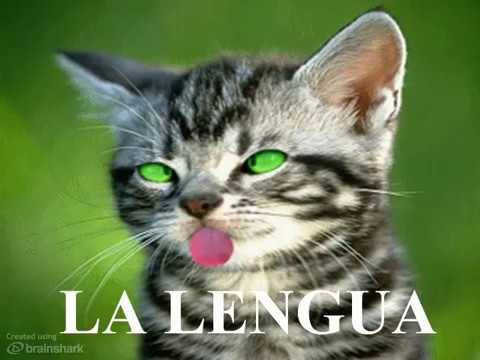 Adivinanzas