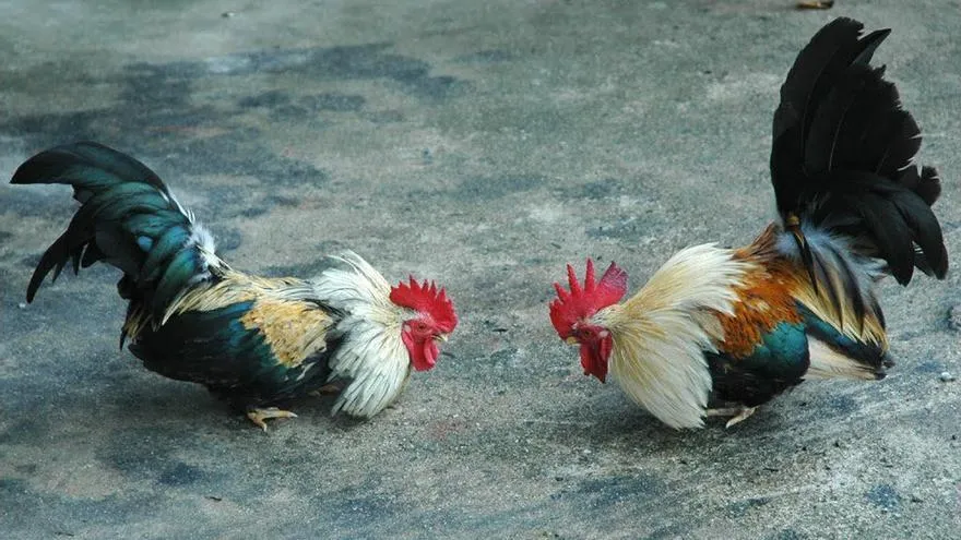 La Administración pone orden en las peleas de gallos en Andalucía