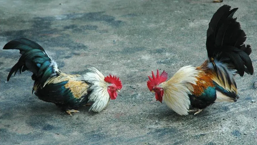 La Administración pone orden en las peleas de gallos en Andalucía La Administración pone orden en las peleas de gallos en Andalucía