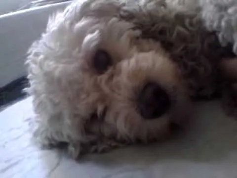 Adopci n de cachorros french poodle en M xico df - YouTube Adopci n de cachorros french poodle en M xico df - YouTube