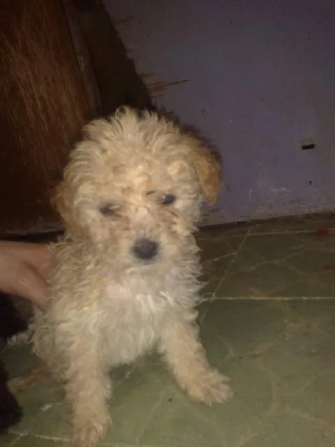 En adopción – Capuchina | Vida de Perros