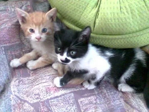 Gatos en adopcion Bogotá 2014 - Imagui