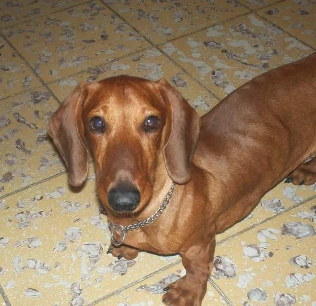 En adopción – Igor | Vida de Perros